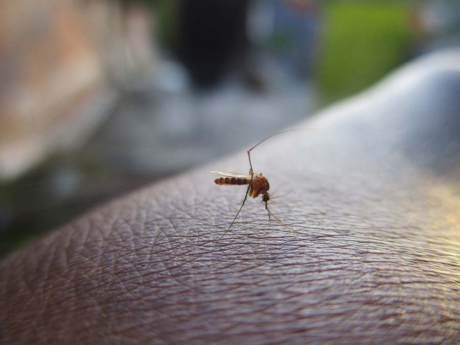 thailand-mücken-koh-chang-krankheit-malaria