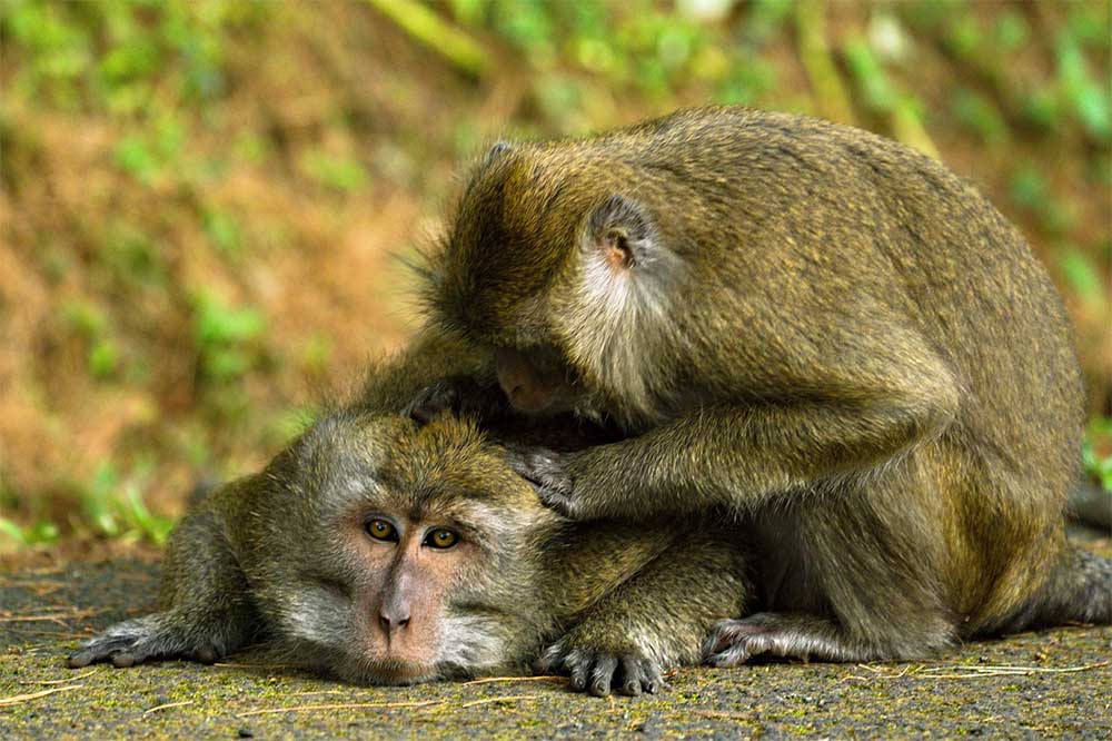 Koh-Chang-affe-thailand