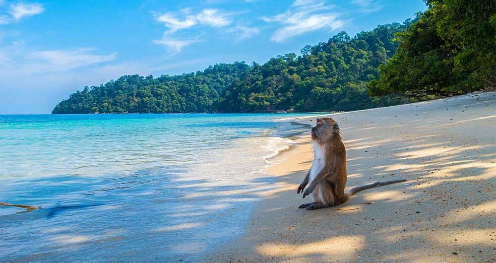 Koh-Chang-affen-thailand