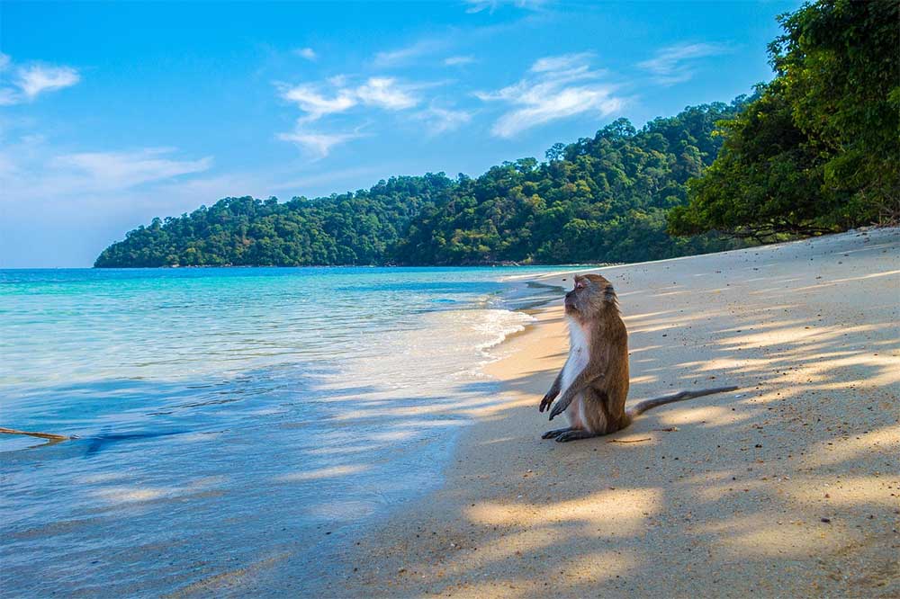 Koh-Chang-affen-thailand